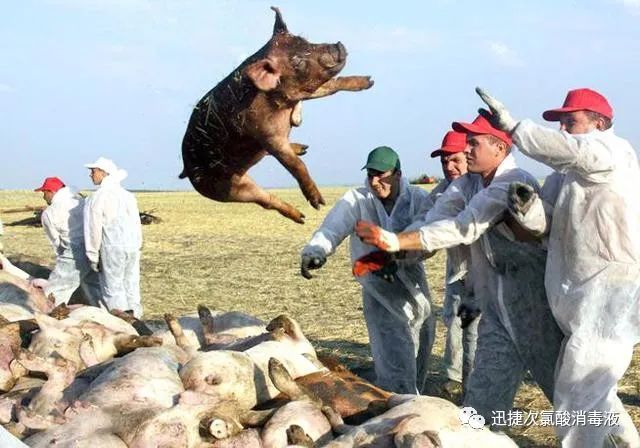 非洲豬瘟卷土重來(lái)，次氯酸高效助力豬場(chǎng)消毒